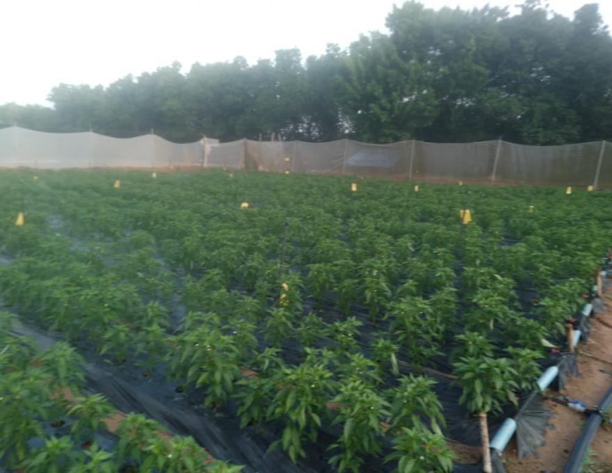 Chille Farm 1