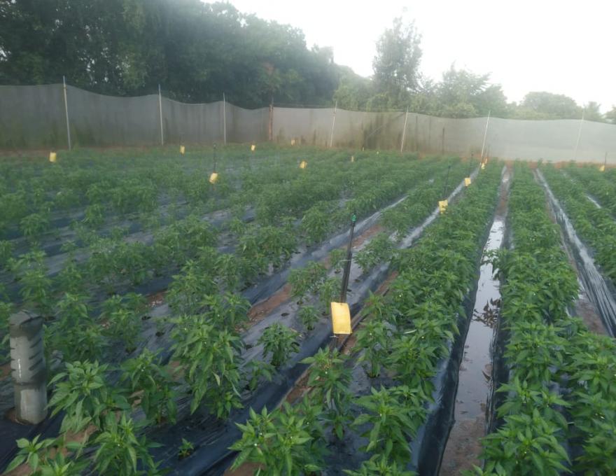 Chille Farm 2